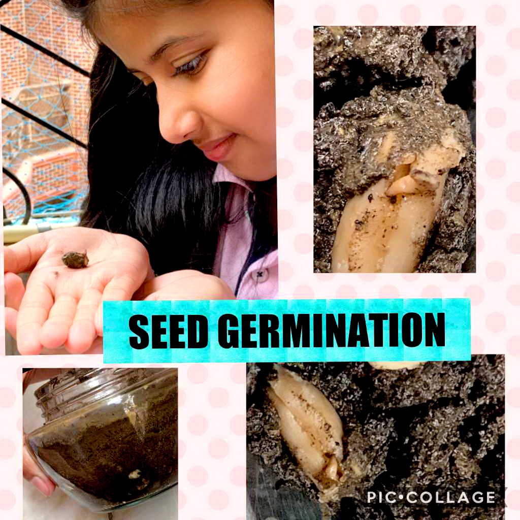 OUR BUDDING ENVIRONMENTALIST PLEDGE FOR SUSTAINABILITY!PRESIDIANS BUILD THEIR OBSERVATION SKILLS WITH SEED GERMINATION