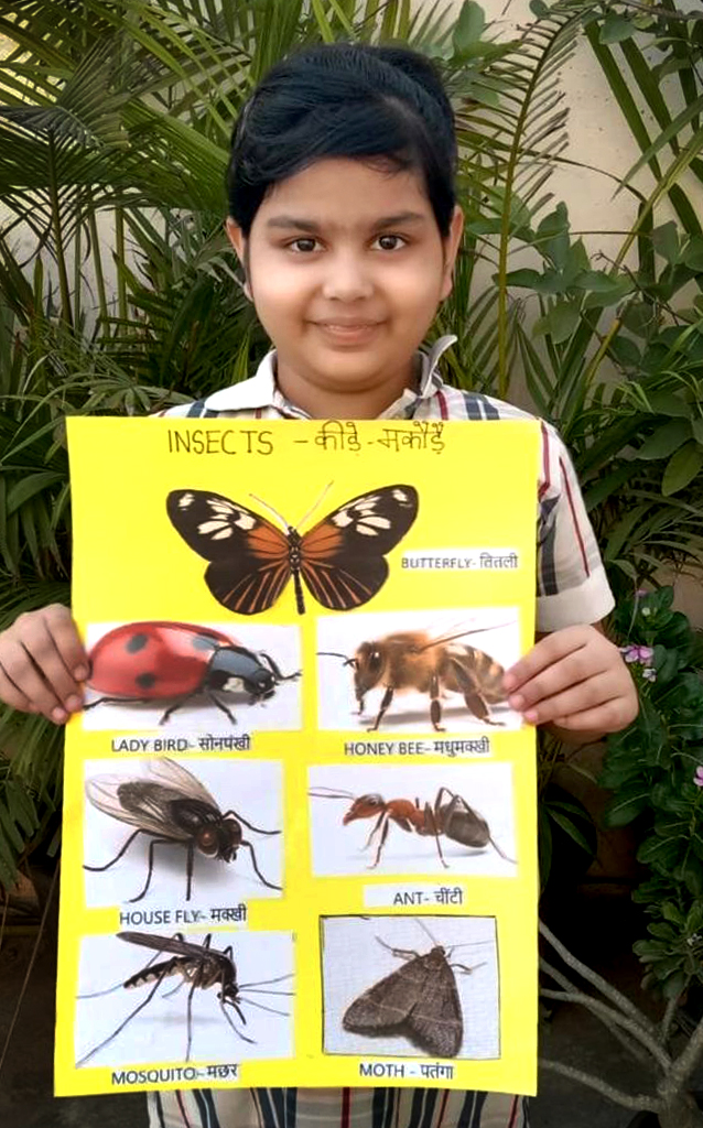 Presidium Dwarka-6, PRESIDIANS LEARN ABOUT THE DIFFERENT TYPES OF INSECTS!