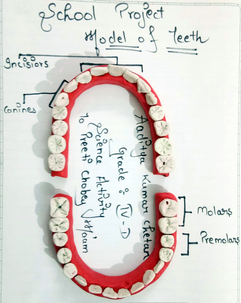 Presidium Rajnagar, PRESIDIANS STUDY THE TEETH STRUCTURE!