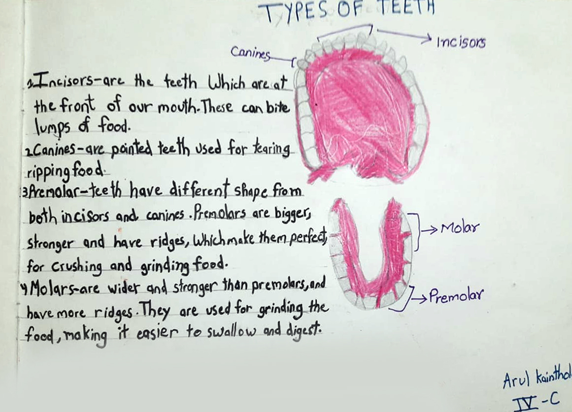 Presidium Rajnagar, PRESIDIANS STUDY THE TEETH STRUCTURE!