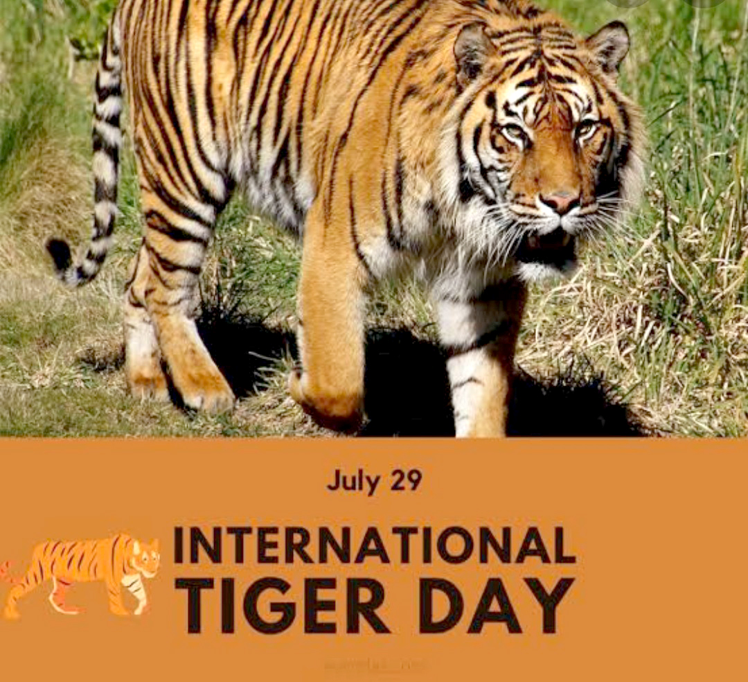 Presidium Vivek Vihar, PRESIDIANS OBSERVE GLOBAL TIGER DAY WITH ZEAL & ZEST!