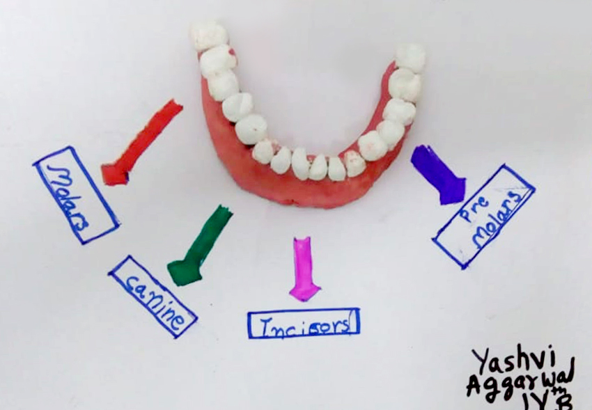 Presidium Rajnagar, PRESIDIANS STUDY THE TEETH STRUCTURE!