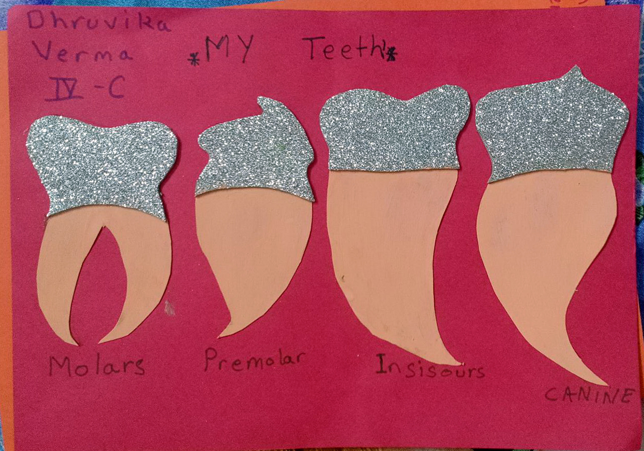 Presidium Rajnagar, PRESIDIANS STUDY THE TEETH STRUCTURE!