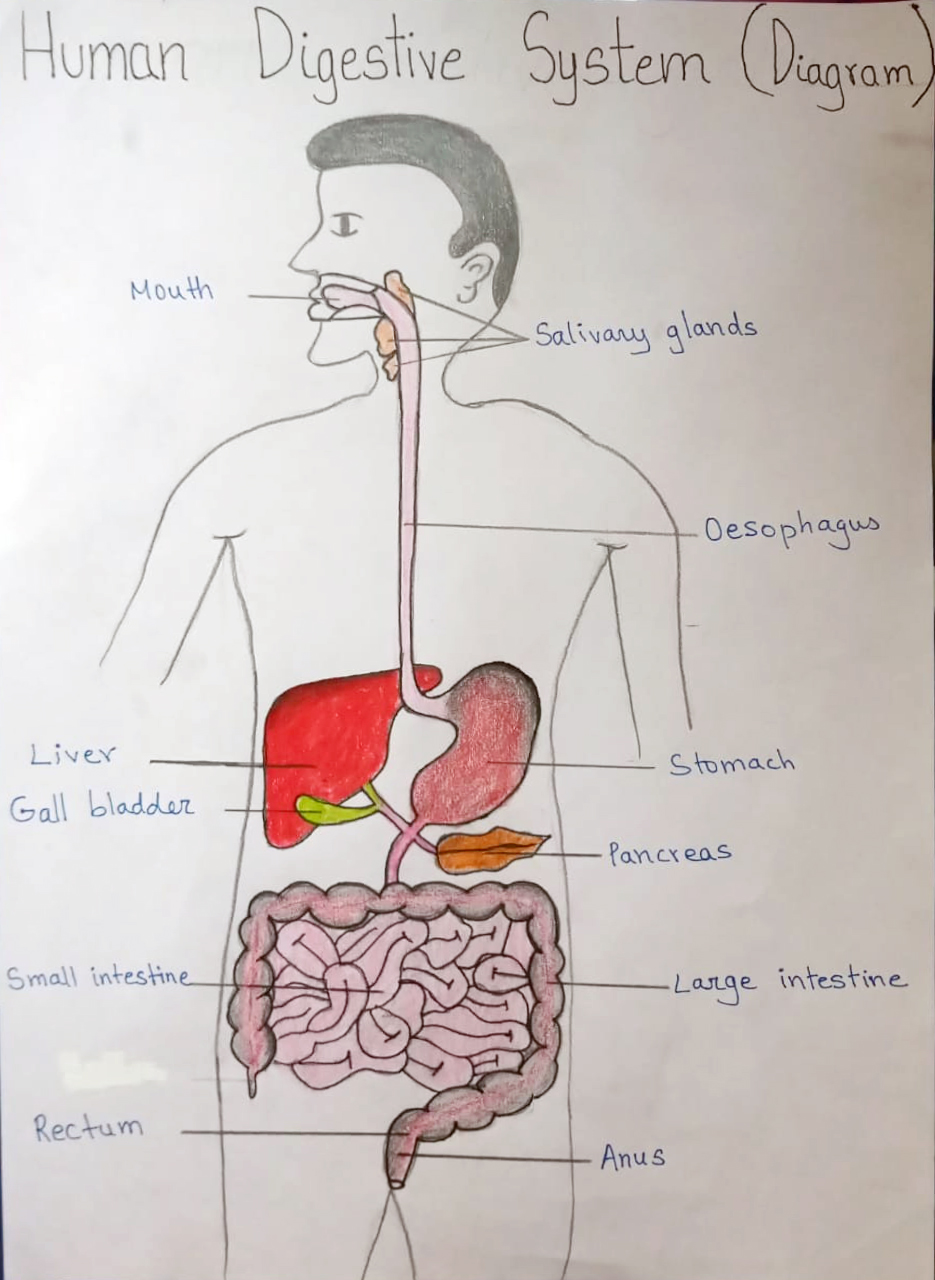 Presidium Indirapuram, STUDENTS LEARN THE INTRICATE DETAILS OF OUR DIGESTIVE SYSTEM!